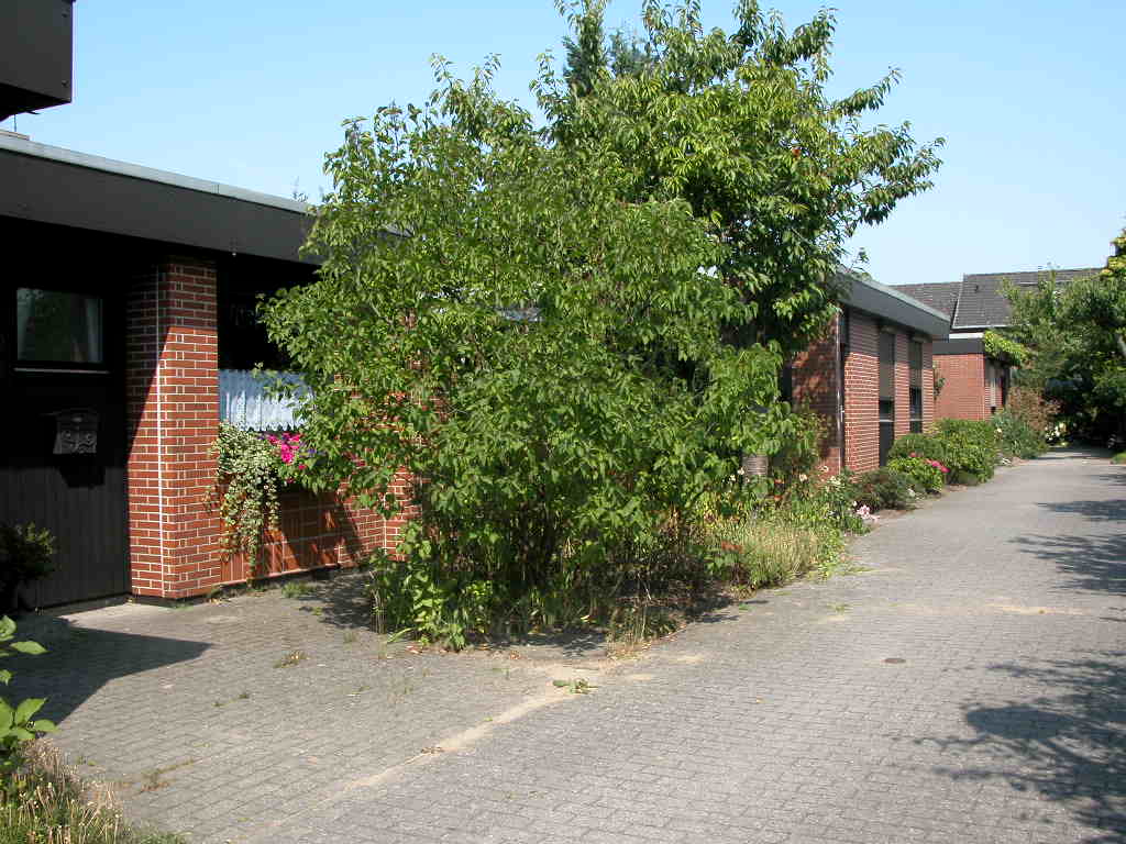 albert  schweitzer viertel 006